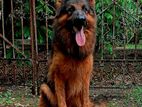 German Shepherd Male for Crossing