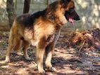 German Shepherd Male for Crossing