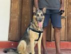 German Shepherd Male for Crossing