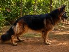 German Shepherd Male for Crossing