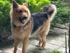 German Shepherd Male for Crossing