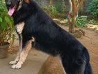German Shepherd Male for Crossing