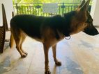 German Shepherd Male for Crossing