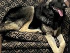 German Shepherd Male Dog