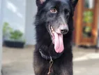 German Shepherd Male