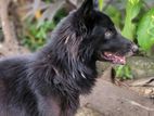 German Shepherd Male