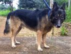German Shepherd Male