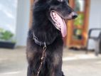 German Shepherd Dog