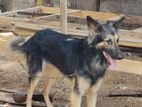 German Shepherd Male
