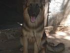 German Shepherd Male Dog