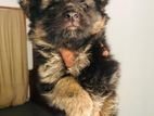 German Shepherd Male Dog
