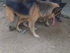German Shepherd Male Dog