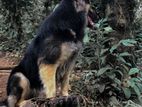 German Shepherd Male for Crossing