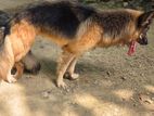 German Shepherd (Male)
