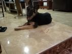 German Shepherd Male Papupy