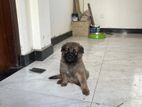 German Shepherd Male Puppies