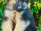 German Shepherd Male Puppies