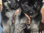 German Shepherd Puppies