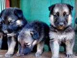 German Shepherd Male Puppies