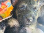 German Shepherd Male Puppies