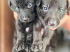 German Shepherd Male Puppies