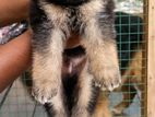 German shepherd male puppy