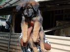 German shepherd male puppy