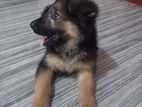 German Shepherd-Male Puppy