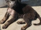 German Shepherd Male Puppy