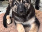 German Shepherd Male Puppy