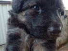 German Shepherd Male Puppy
