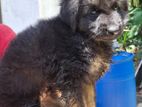 German Shepherd Male Puppy
