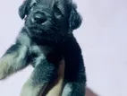 German Shepherd Male Puppy