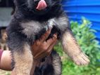 German Shepherd Male Puppy