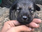 German Shepherd Male Puppy