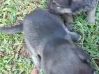 German shepherd Male Puppy