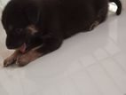 German Shepherd Male Puppy