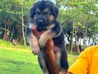 German Shepherd Male Puppy