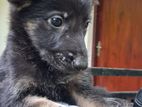 German Shepherd Male Puppy