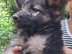 German Shepherd Male Puppy