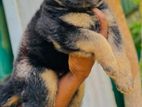 German Shepherd male puppy
