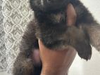 German Shepherd Male Puppy