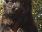 German Shepherd Male Puppy