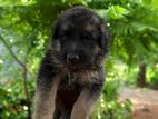 German Shepherd Male Puppy