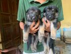 German Shepherd Male Puppies