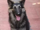 German Shepherd Male Pureline Silver