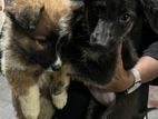 German Shepherd Medium Coat Female Puppies