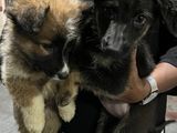 German Shepherd Medium Coat Female Puppies