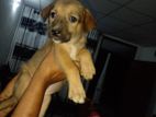 German Shepherd Puppy