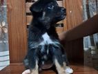 German Shepherd Mix Puppies